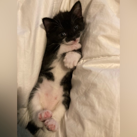 Kittens ๐ป๐ป๐ป - Picture 5 of 16